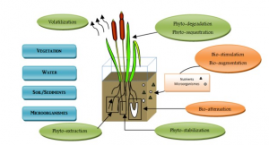 Roles of Microorganisms and plants to mitigate pollutants